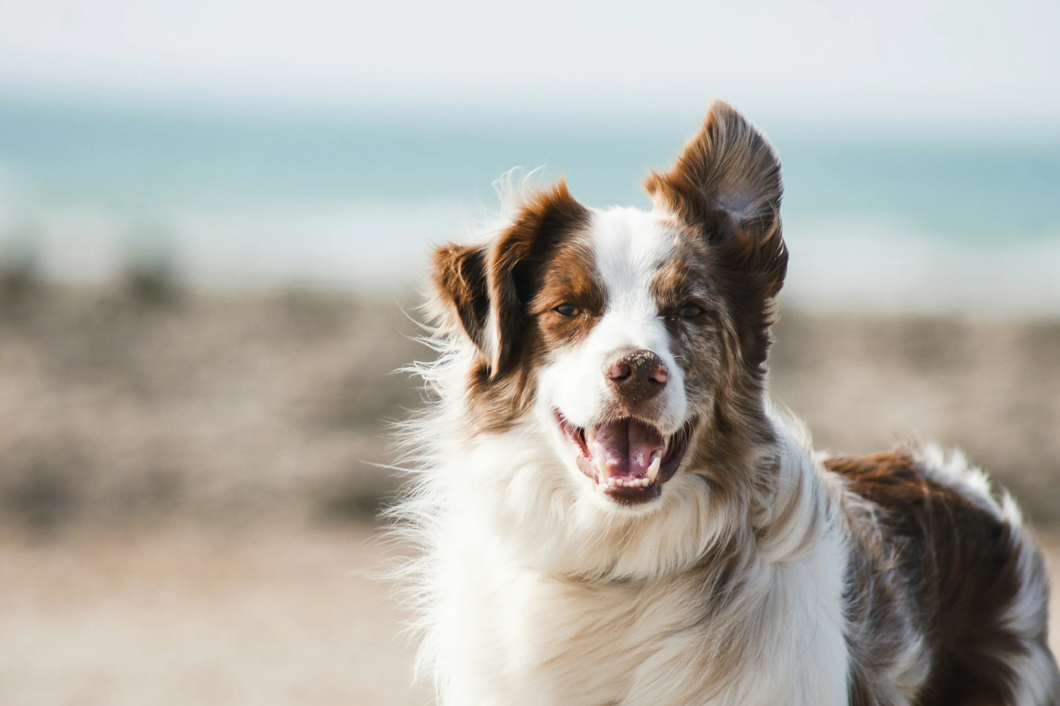 Kuwait Tightens Dog Ownership Rules: Muzzles and Licenses Mandatory