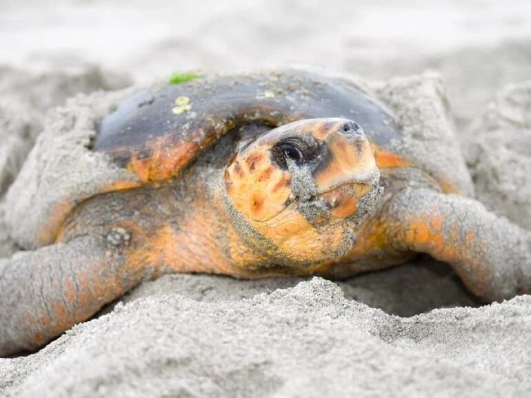 Oman Takes Legal Action After Viral Sea Turtle Harassment Video