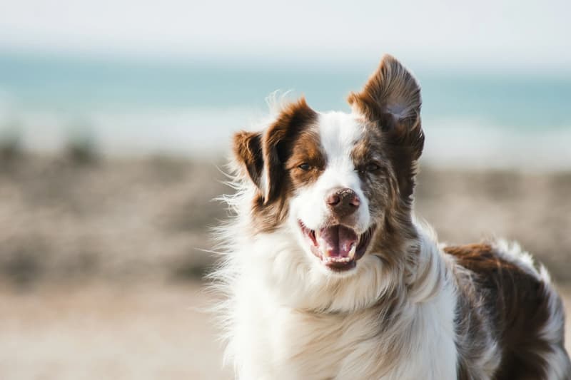 Kuwait Tightens Dog Ownership Rules: Muzzles and Licenses Mandatory